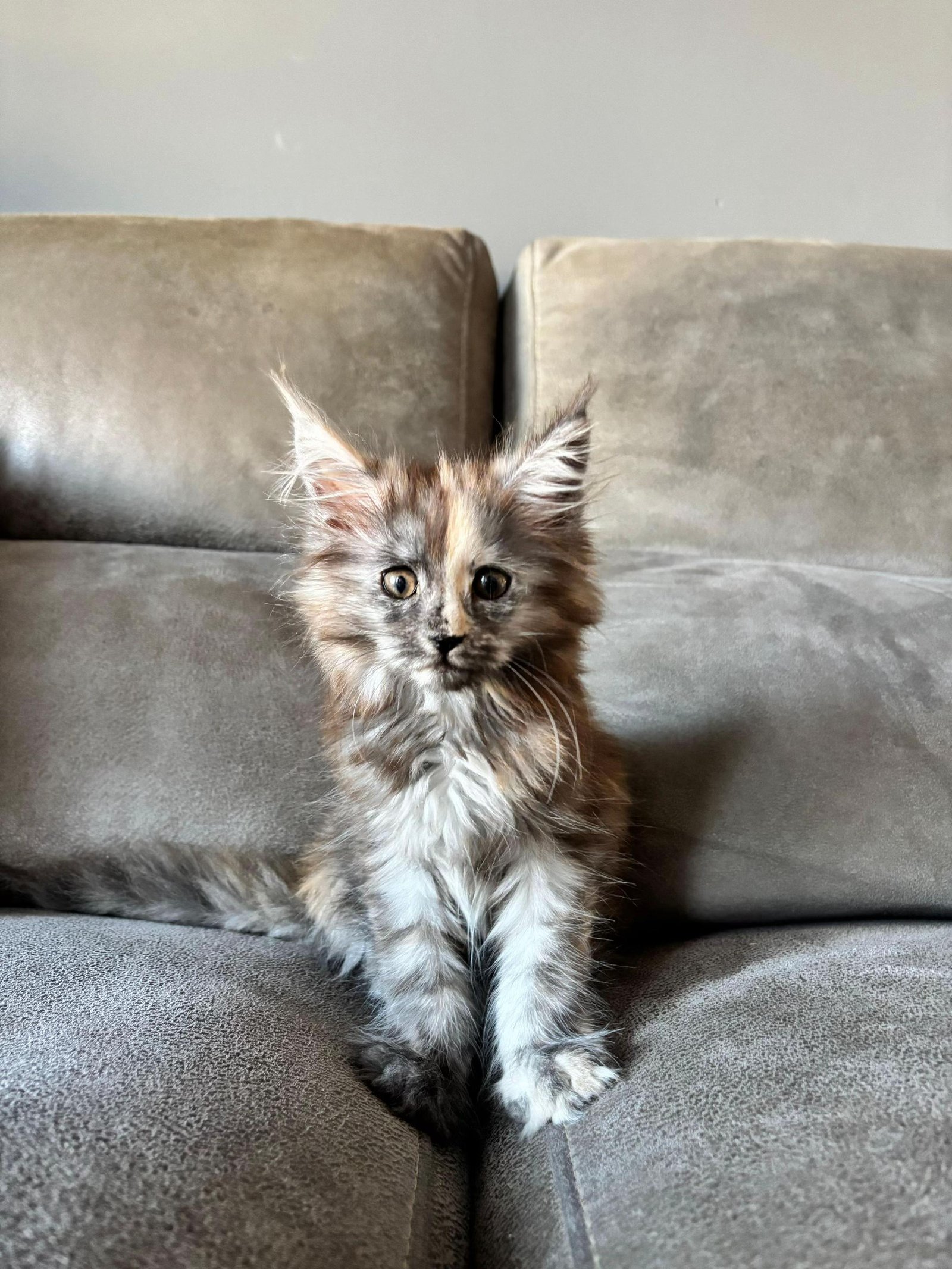 Bella